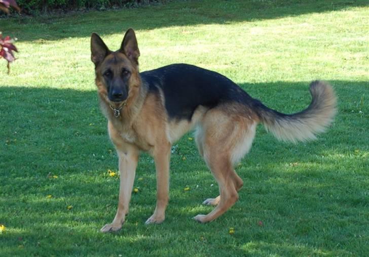 Schæferhund Smed´s Evita/ Liva*Solgt* - Liva maj 2008 billede 4