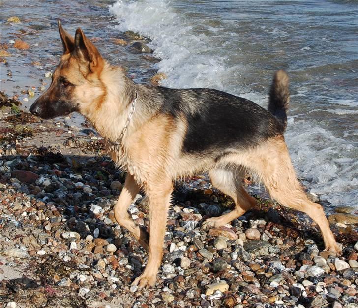 Schæferhund Smed´s Evita/ Liva*Solgt* - Liva, Maj 2008 billede 5