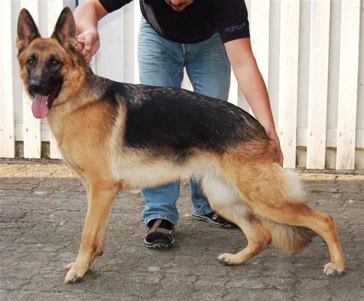 Schæferhund Smed´s Evita/ Liva*Solgt* - Liva stand sept. 2008 billede 6
