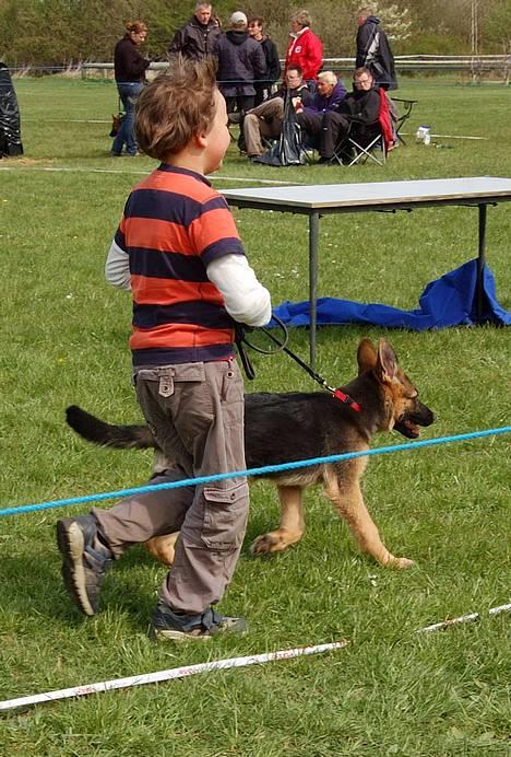 Schæferhund Smed´s Evita/ Liva*Solgt* - Liva og Lasse i junior handling, kombiskue i Århus 22. april 2007 billede 7