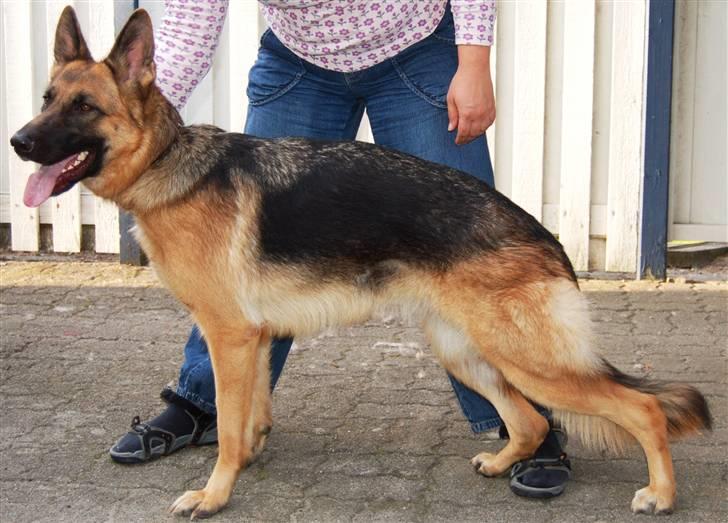 Schæferhund Smed´s Evita/ Liva*Solgt* - Liva stand, sept. 2008 billede 8