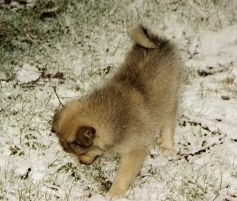 Islandsk fårehund Sòlargeisli Afram - Afram i sne d.22/1 2007 billede 18