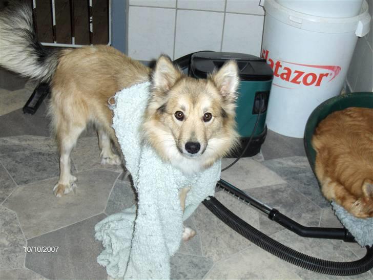 Islandsk fårehund Sòlargeisli Afram - Sådan kan det gå når man leger med møre tæpper. he he he.... billede 19