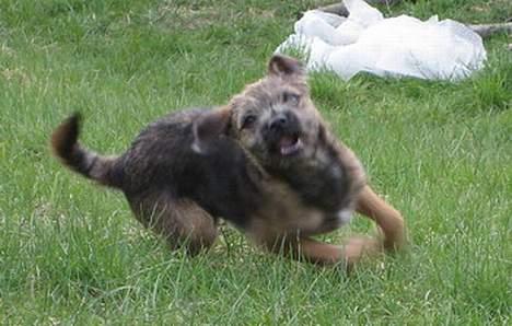 Border terrier Echo - 16 uger og fuld speed billede 14