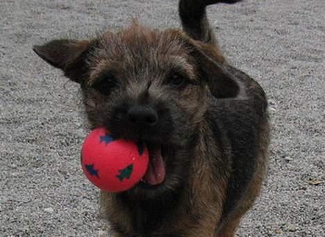 Border terrier Echo - Echo elsker at bære på div. billede 15