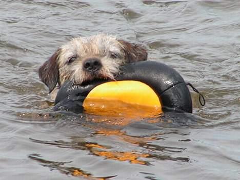 Border terrier Charlie - Det er dejligt at svømme.... billede 19