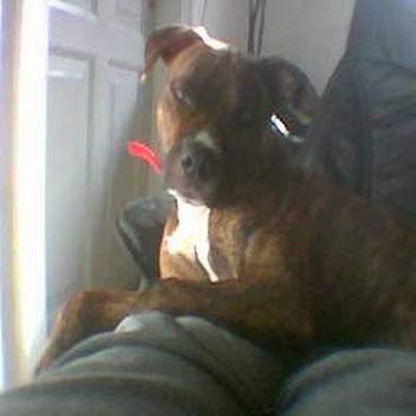 Amerikansk staffordshire terrier Chili billede 1