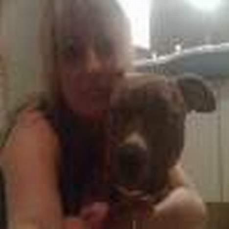 Amerikansk staffordshire terrier Chili billede 2