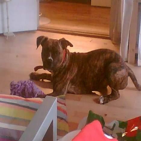 Amerikansk staffordshire terrier Chili billede 3