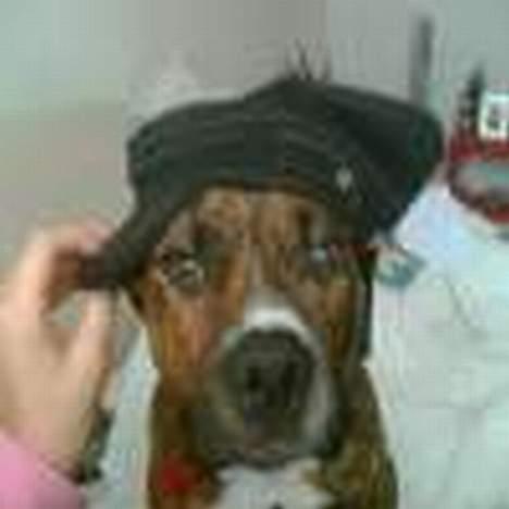 Amerikansk staffordshire terrier Chili billede 4