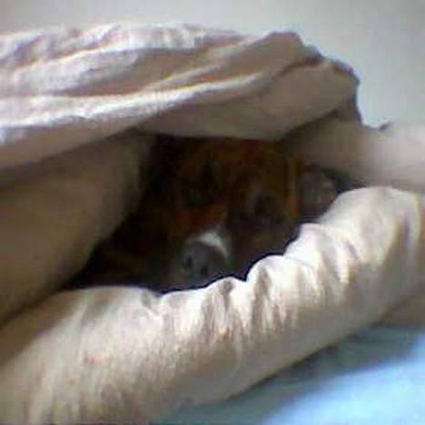 Amerikansk staffordshire terrier Chili billede 5