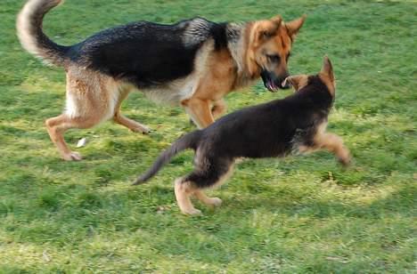 Schæferhund Smed´s Evita/ Liva*Solgt* - Hvem fanger hvem???? 23.3.07 billede 9