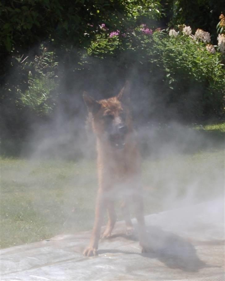 Schæferhund Smed´s Evita/ Liva*Solgt* - Liva hjælper far med at vaske pressening... Juni 2008 billede 10