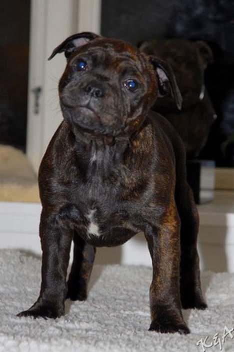 Staffordshire bull terrier Kahvi billede 13