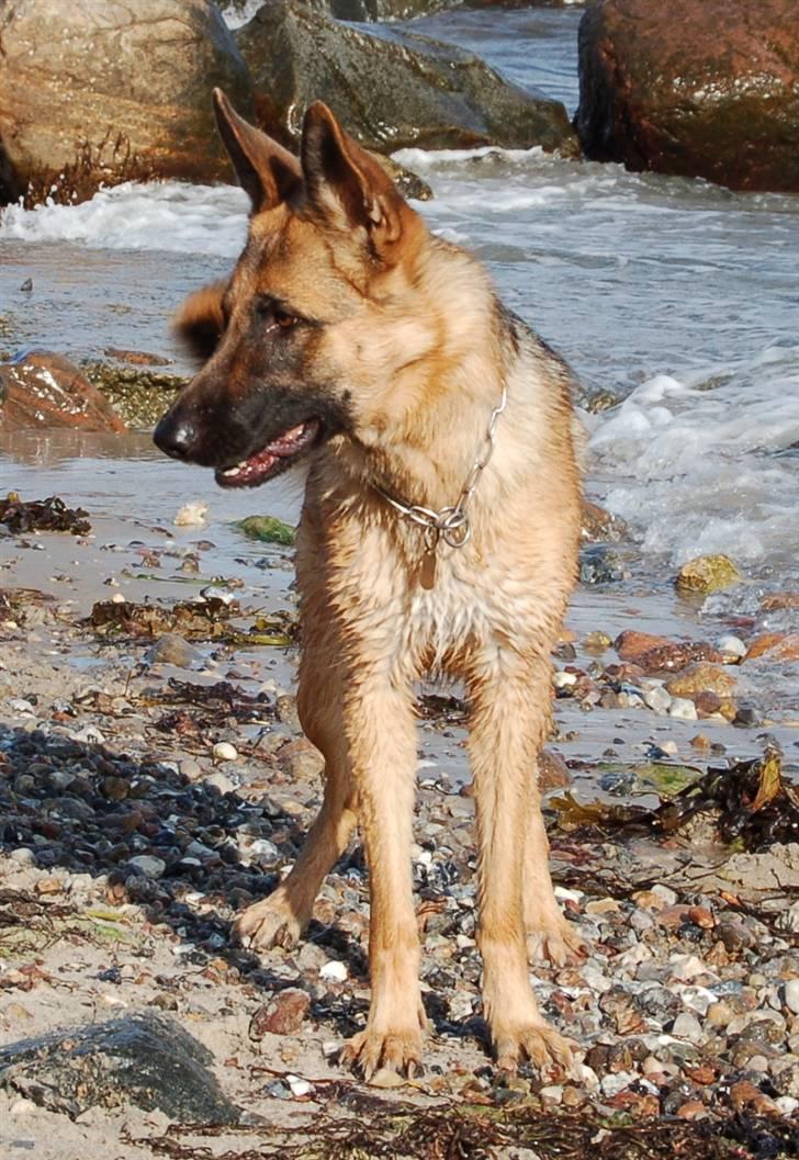 Schæferhund Smed´s Evita/ Liva*Solgt* - Liva , Maj 2008 billede 11