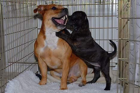 Staffordshire bull terrier Kahvi billede 14