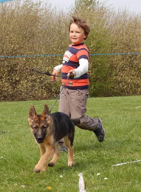 Schæferhund Smed´s Evita/ Liva*Solgt* - Liva og Lasse, junior handling, kombiskue i Århus 2007 billede 12