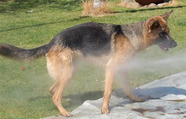 Schæferhund Smed´s Evita/ Liva*Solgt* - Liva vandhund, juni 2008 billede 13