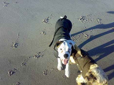 Boxer Aron - Hygge på stranden billede 9