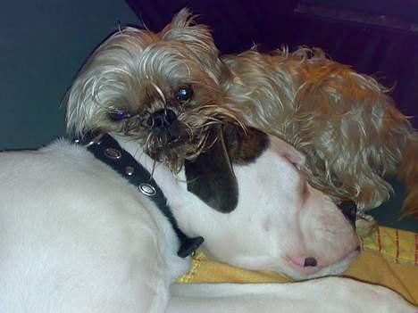 Boxer Aron - Ååh så dejligt at ligge og putte :-) billede 10