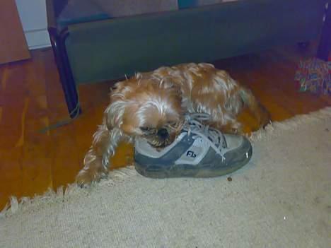 Griffon bruxellois Kenzo - så ligger man godt ;-) billede 9