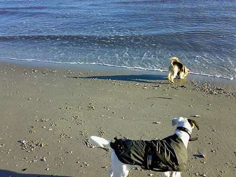 Griffon bruxellois Kenzo - Uuuh man tør godt lige kommme tæt på... billede 10