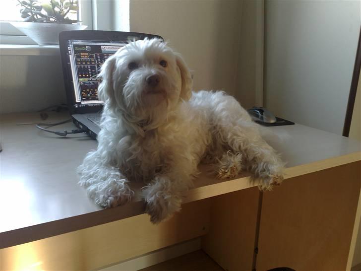 Løwchen Emma / Mille billede 1