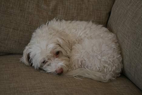 Løwchen Emma / Mille billede 2