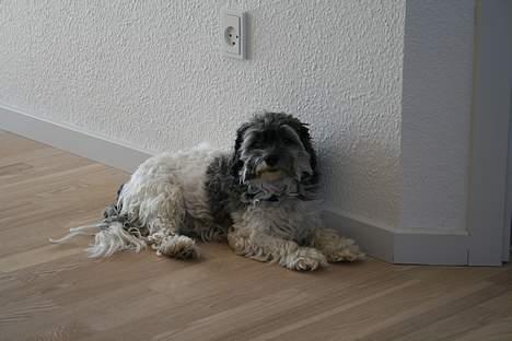 Løwchen Emma / Mille billede 3