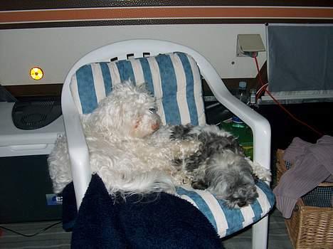 Løwchen Emma / Mille billede 4