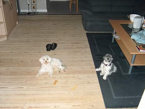 Løwchen Emma / Mille billede 5