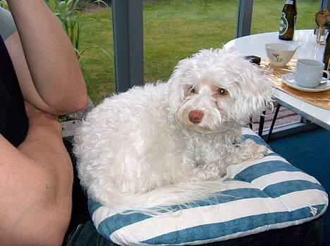 Løwchen Emma / Mille billede 7