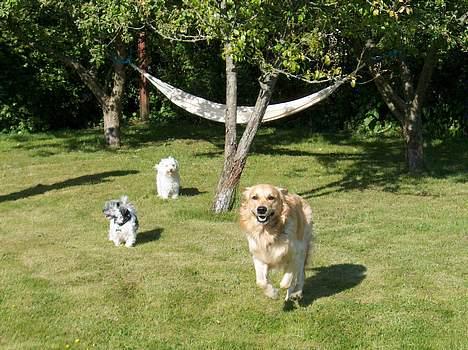 Løwchen Emma / Mille billede 8