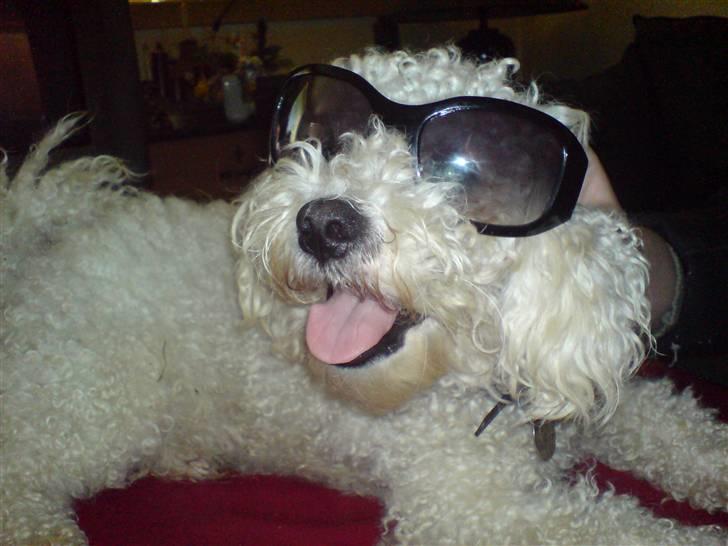 Bichon à poil frisé BOBO - Er jeg ikke sej billede 1