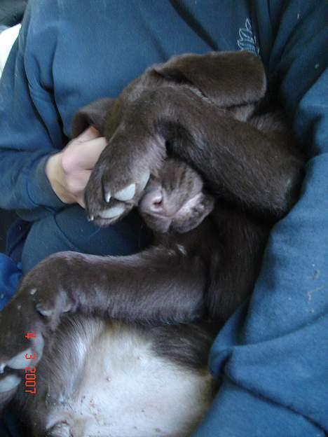 Labrador retriever Luka tidl. hund - Lad nu vær med at tage alle de billeder! billede 6