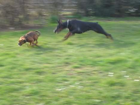 Dobermann Sakura billede 10