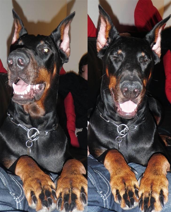 Dobermann Sakura billede 11