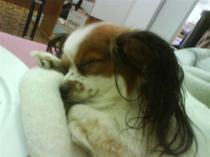 Papillon muddi. Aflivet. - muddi (:  billede 18