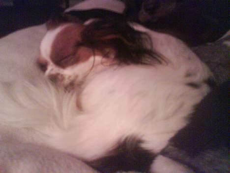 Papillon muddi. Aflivet. - Muddi der putter <3 billede 19