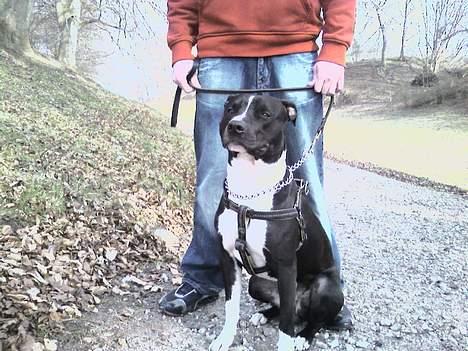 Amerikansk staffordshire terrier TEX - en tur i skoven med min far... billede 4