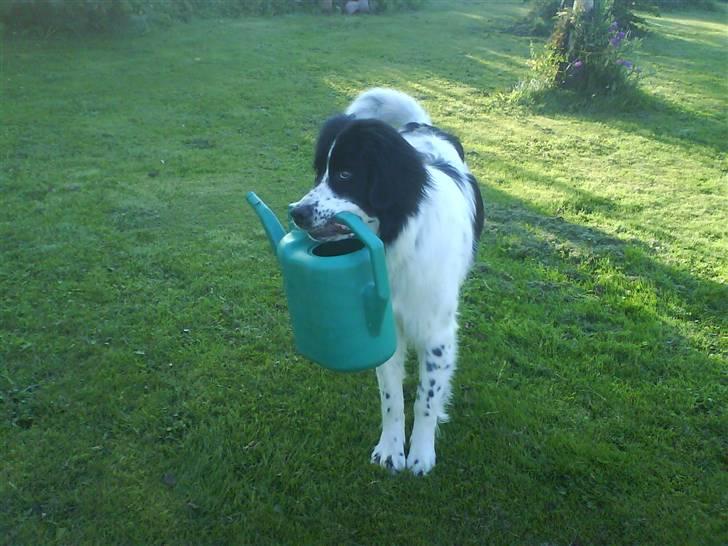 Landseer Pemfo billede 1