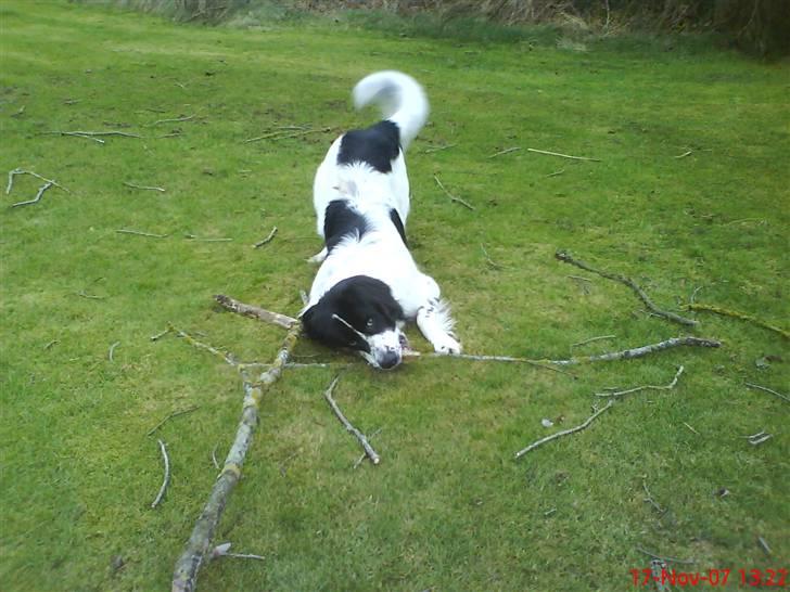 Landseer Pemfo billede 2