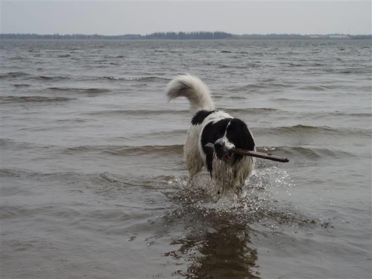 Landseer Pemfo billede 3