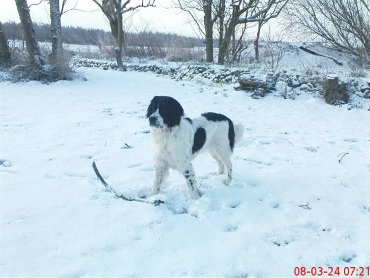 Landseer Pemfo billede 4