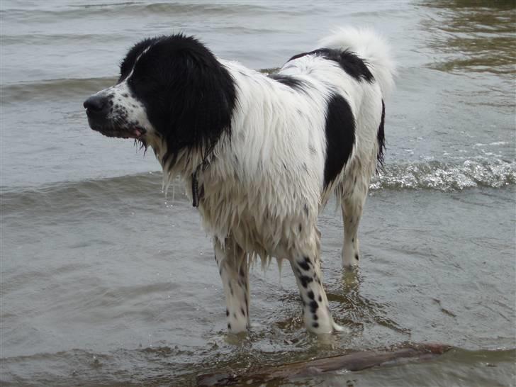 Landseer Pemfo billede 5