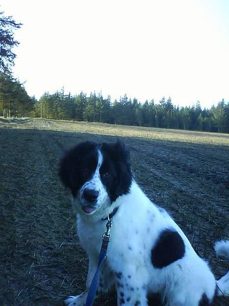 Landseer Pemfo billede 6