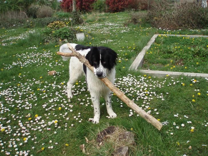 Landseer Pemfo billede 7