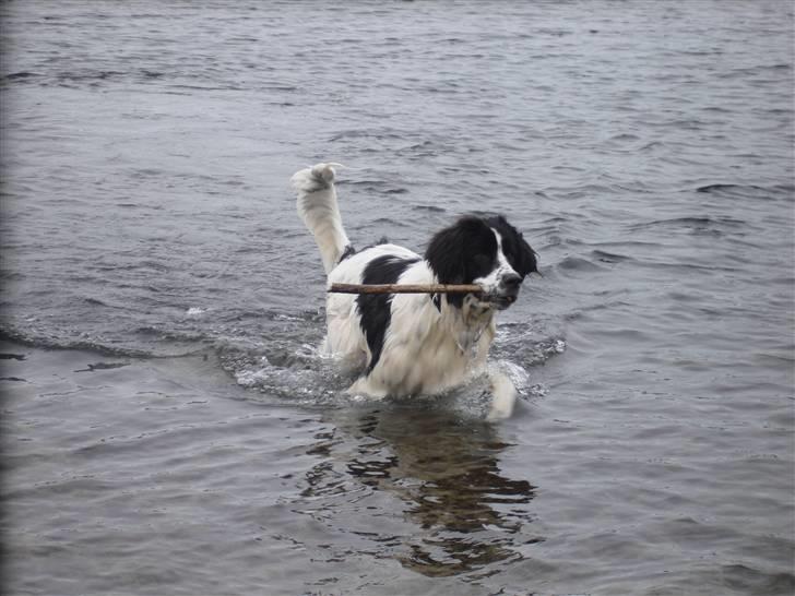 Landseer Pemfo billede 8