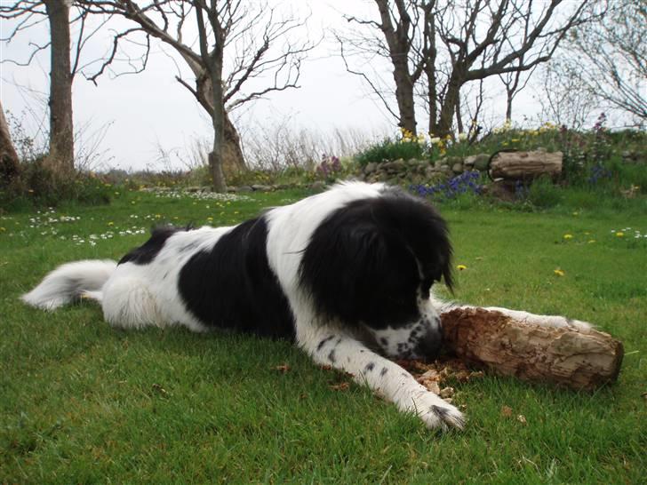 Landseer Pemfo billede 9