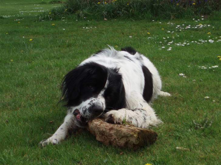 Landseer Pemfo billede 10